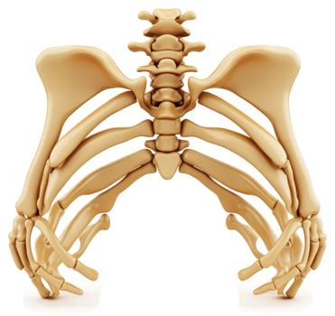 Thoracic cage and spine skeletal structure. png