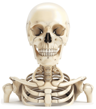 Human skull and upper rib cage anatomical model. png