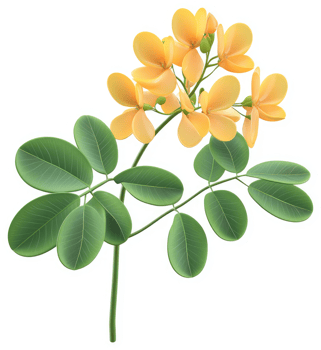 Vibrant yellow flowers and green leaves of a Senna plant. png