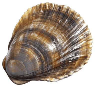 Close-up view of a beautiful clam shell. png