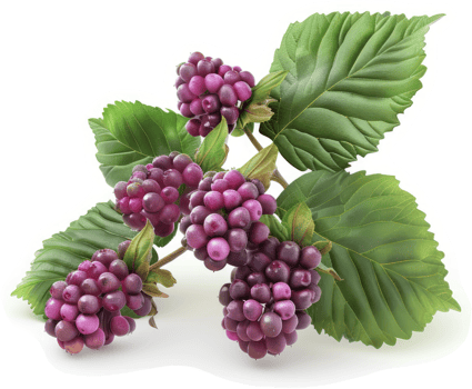 Purple berries and leaves on a stem. png