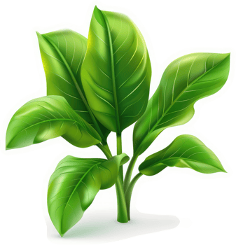 Lush green leaves sprout from a stem. png