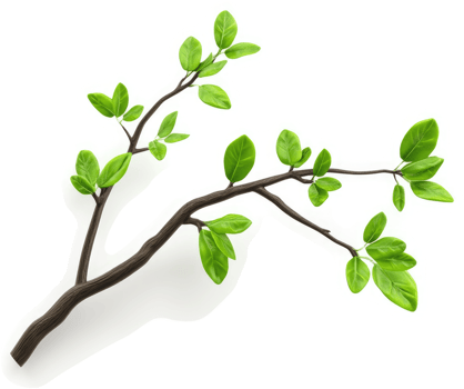 A spring branch with vibrant new leaves. png