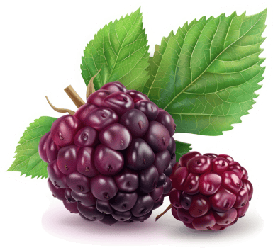 Two vibrant mulberry fruits with lush green leaves. png
