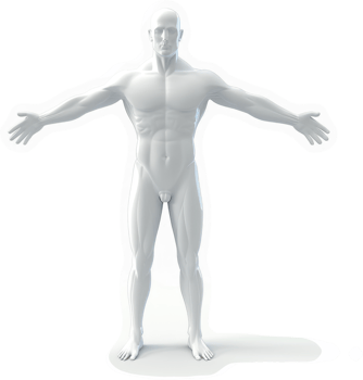 Full-body anatomical model of a human male figure. png