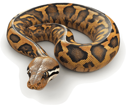 A curled ball python displays intricate patterns and colors. png
