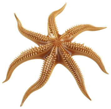 A detailed illustration of a spiny starfish. png