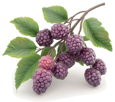 Clusters of vibrant purple blackberries on a branch. png