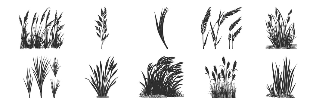 Grass And Reed Silhouettes Set. Natural Elements For Design And Decoration Isolated Illustration Collection vector