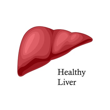 cartoon human liver vector