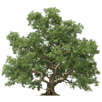 Isolated oak tree image for graphic design projects and nature illustration needs usage png