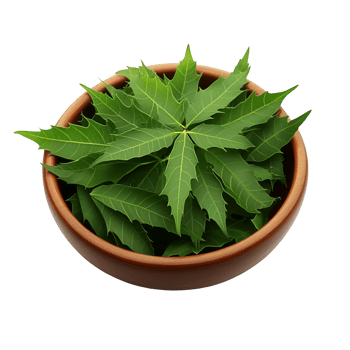 maple leaf in a bowl on a transparent background png