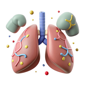 magnificent artistic Clean Air Lungs Illustration Isolated Element professional png