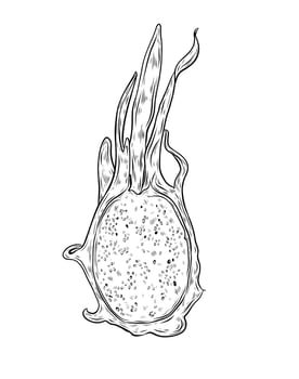 illustration of pitahaya fruit. Dragon fruit, exotic fruit, tropical fruit. Hand drawn graphics, linear black and white drawing, isolated element. Design and typography, exotic food vector