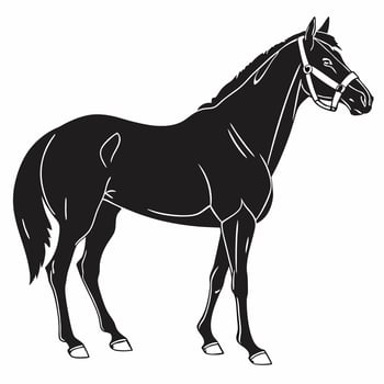 a black horse standing in front of a white background vector