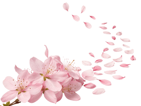 Beautiful pink azalea flowers gracefully scatter their petals, creating serene and enchanting atmosphere png