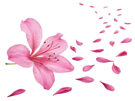 beautiful azalea flower with delicate pink petals gracefully disperses into air, creating serene and enchanting atmosphere png