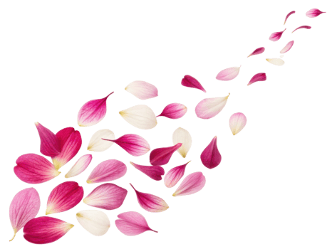 Fuchsia flower petals create beautiful trail of color and elegance, evoking sense of tranquility and natural beauty png