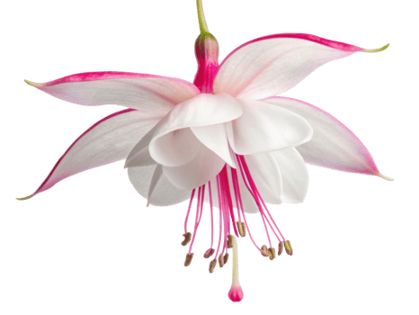 stunning fuchsia flower showcases delicate petals in shades of pink and white, radiating beauty and elegance in nature design png