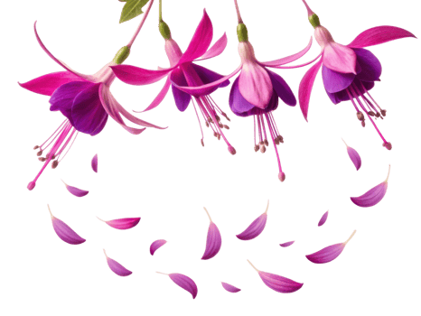 Fuchsia flowers bloom gracefully with vibrant petals creating stunning display of nature beauty and elegance png