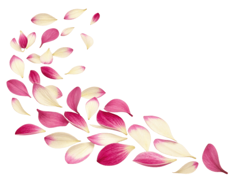 Fuchsia flower petals gracefully scatter in beautiful swirl, creating vibrant and delicate display of nature artistry png
