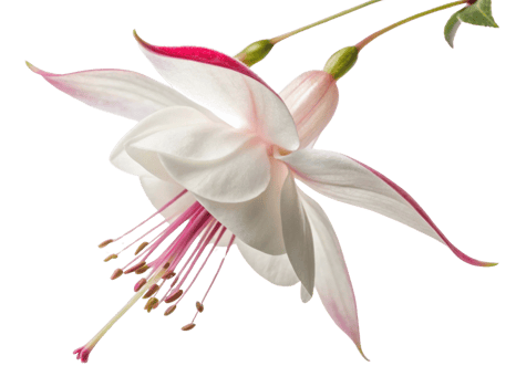 stunning fuchsia flower showcases delicate petals with soft pink hue and elegant stamen, embodying nature beauty and grace png