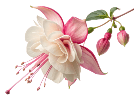 stunning fuchsia flower blooms gracefully with delicate petals in shades of pink and white, showcasing nature beauty and elegance png