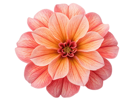 stunning petunia flower showcases delicate pink petals with intricate patterns and vibrant center, radiating beauty and charm png