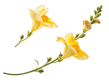 vibrant snapdragon flower in yellow showcases its delicate petals and lush green stems, creating cheerful and lively atmosphere png
