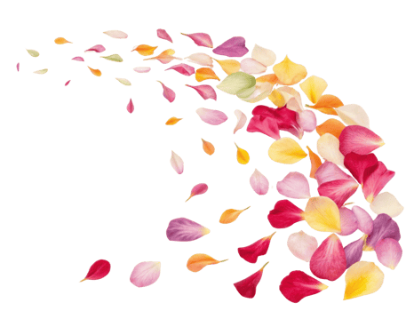 Colorful petals gracefully scatter in beautiful display, creating vibrant scene filled with essence of nature charm png