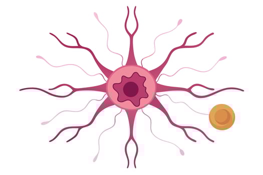 Neuron Cell Body with Dendrites and Axon Hillock on White Background vector