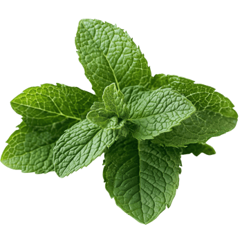 Fresh mint leaves in overlapping arrangement with vibrant green texture Isolated on transparent Background png