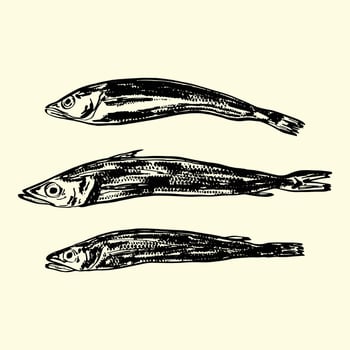 Vintage Hake Fish Illustration Set vector