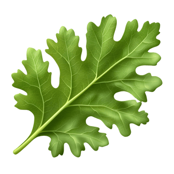 Detailed Green Leaf Illustration png