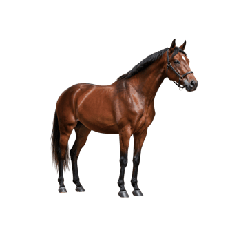Beautiful brown horse standing. Strong muscular posture, ideal for equestrian, animal, or farm-related visual projects. png