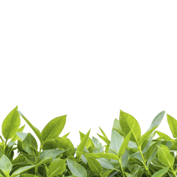A Lush green leaves with vibrant colors create fresh and natural border at bottom of image, evoking sense of tranquility and growth png
