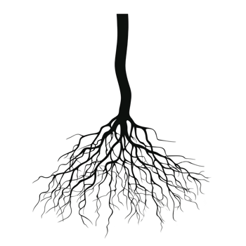 A detailed illustration of tree root system, showcasing intricate branching patterns and organic growth. roots spread outwards, emphasizing natural complexity and underground life png