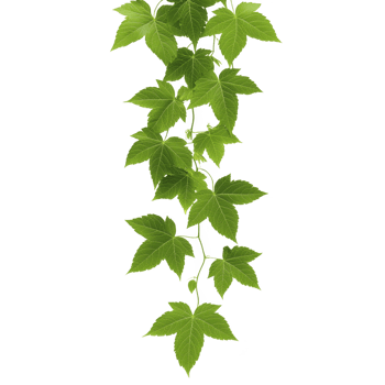 A vibrant green vine with lush leaves cascading downward, showcasing nature beauty and growth. leaves are star shaped, creating fresh and lively appearance, perfect for natural decor png
