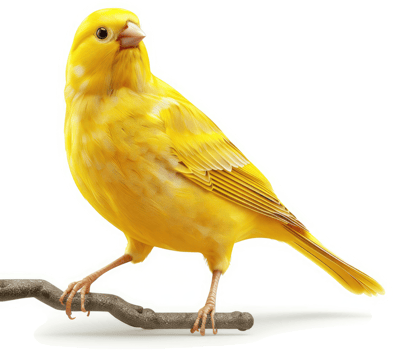 Vivid yellow canary perched on a branch. png