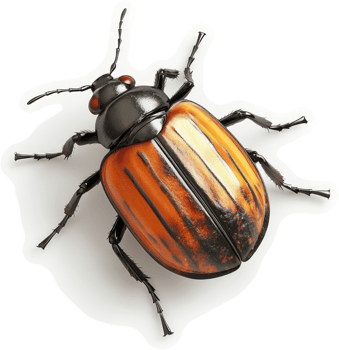 Close-up view of a colorful striped beetle. png