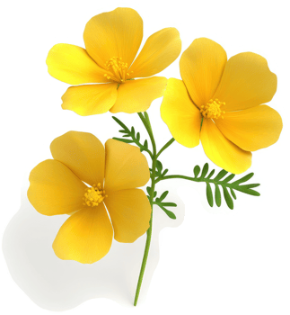 Three bright yellow wildflowers with delicate petals. png