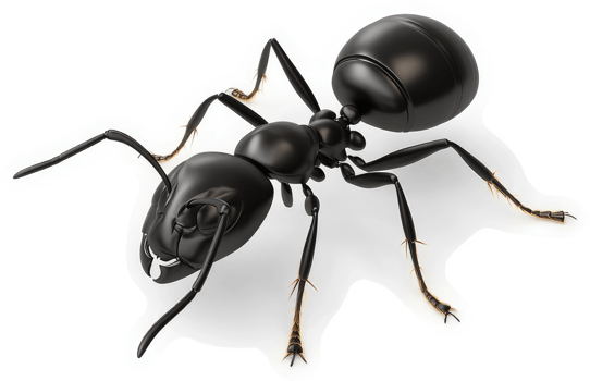 Close-up view of a black carpenter ant. png