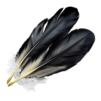 Black Feathers Bundle Elegant Design and Mysterious Style, A Romantic Decorative Piece that Brings a Touch of Drama and Charm, Perfect for Adding Elegance to Any Space or Special Occasion, png