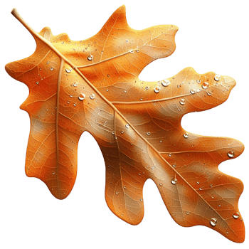 Autumn Leaf representing natures beauty and seasonal symbolism elegance and charm, designed to reflect the shifting hues and quiet majesty of the fall landscape png