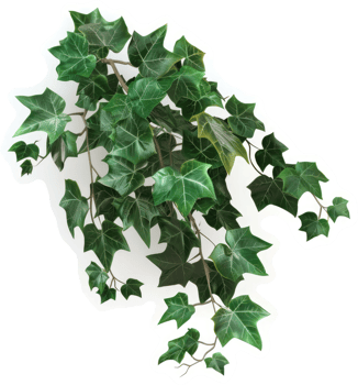 Lush, vibrant ivy plant cluster against a white background. png