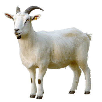 White Goat Figurine Elegant Decorative Piece Farm Symbol Statement Accent Timeless Beauty Delicate Craftsmanship Essential Beauty Charm Craftsmanship png