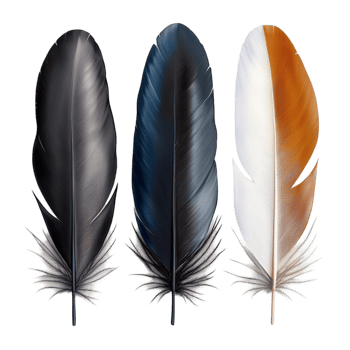 Black White Feathers Elegant Writing Tools Vintage Style Decorative Accents Timeless Charmistic Design Nostalgic Keepsakes Statement Pieces Romantic Beauty Essential png