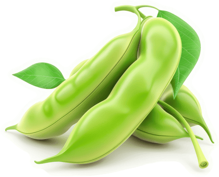 Fresh, vibrant green beans in a three-pod cluster. png