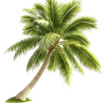 Palm Tree Green Fronds and Natural Texture Featuring Tropical Design and Whimsical Decorative Charm for a Lush, Relaxing, and NatureInspired Living Space png