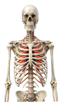 3d rendered illustration of a skeleton png